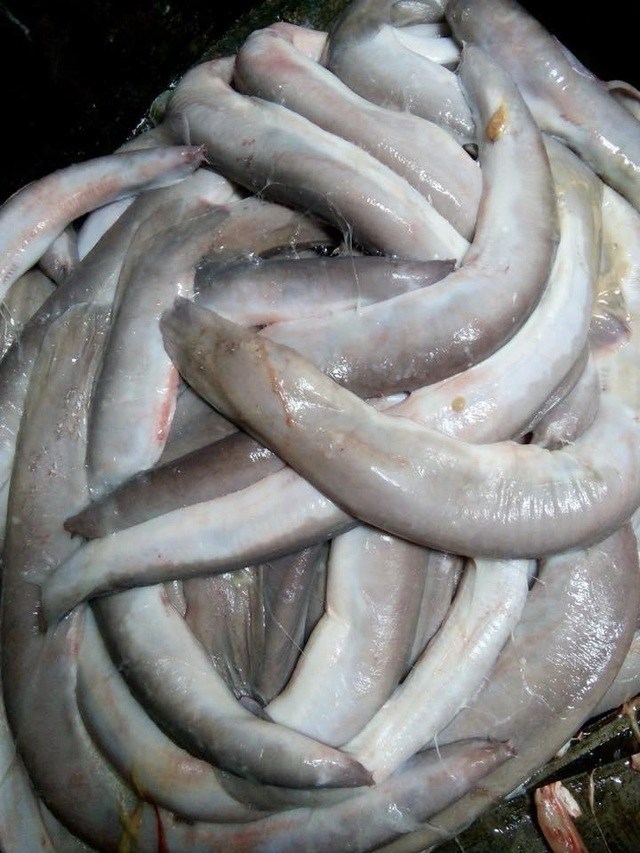 Cá mút đá (hay còn gọi là cá ninja, cá quỷ) là loài cá da trơn với chiều dài khoảng 40cm và nặng khoảng 300 - 500g/con.