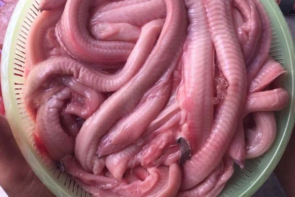 Vài năm trở lại đây, cá mút đá được nhiều người Việt biết đến và yêu thích.
