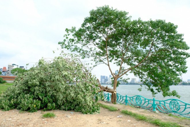 Cây cô đơn từng bị chặt phá vào tháng 6 năm nay. Ảnh: Medichoi. 