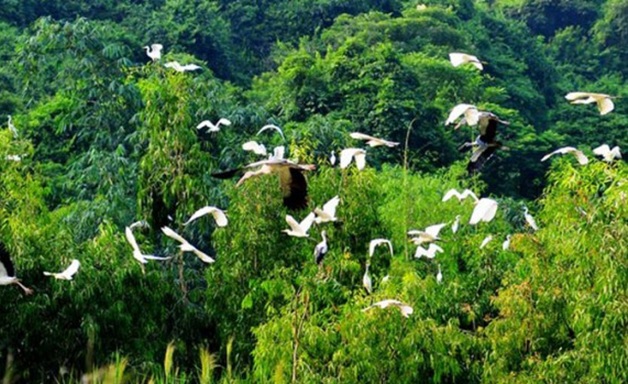 Các loài chim hoang dã rất quan trọng trong việc bảo vệ môi trường sinh thái