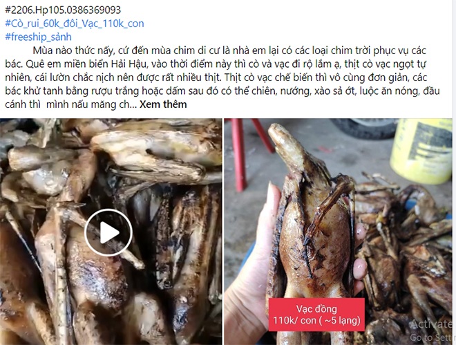 Cò vạc được nhiều địa chỉ rao bán trên chợ mạng