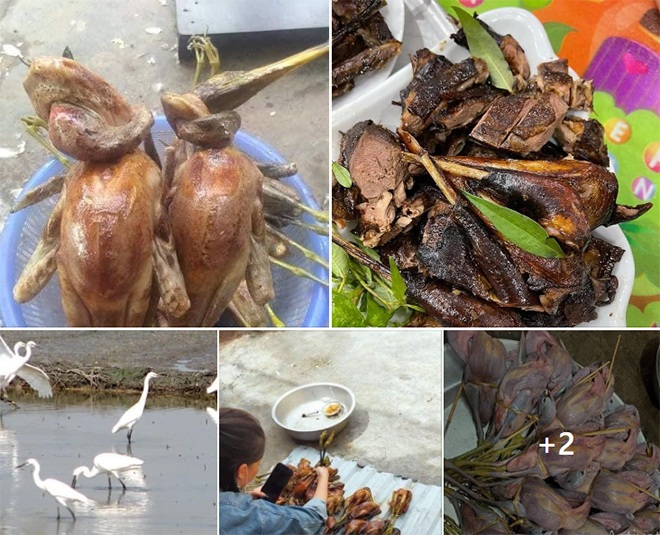 Người bán giới thiệu cò vạc đang vào mùa nên vừa béo vừa chắc thịt