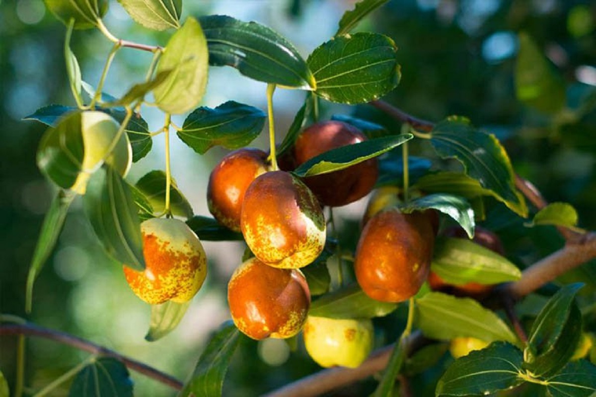 Loại quả giúp bổ sung Vitamin C nhiều gấp 5 lần cam, giá bán 200.000 đồng/kg vẫn hút khách - 6