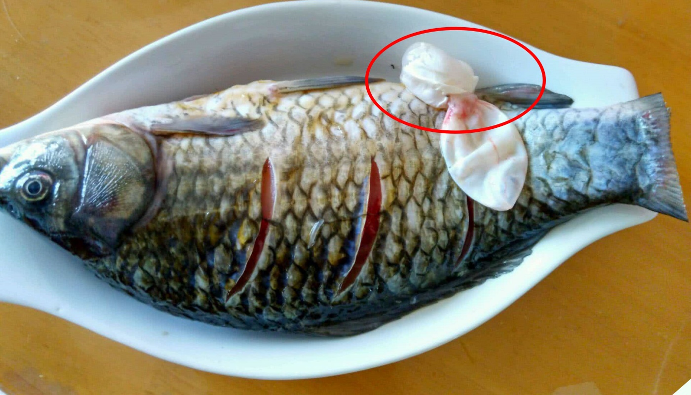Bong bóng cá rất quý được ví là nhân sâm biển