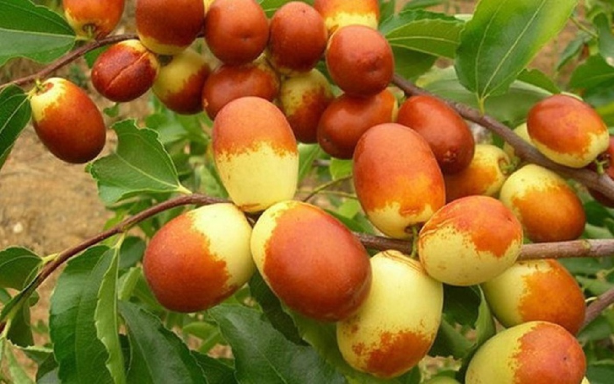 Loại quả giúp bổ sung Vitamin C nhiều gấp 5 lần cam, giá bán 200.000 đồng/kg vẫn hút khách - 5
