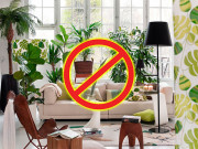 Nhà đẹp - 7 cây phong thủy “tối kỵ” trồng trong nhà, đặc biệt là cây số 1 nhiều người không biết