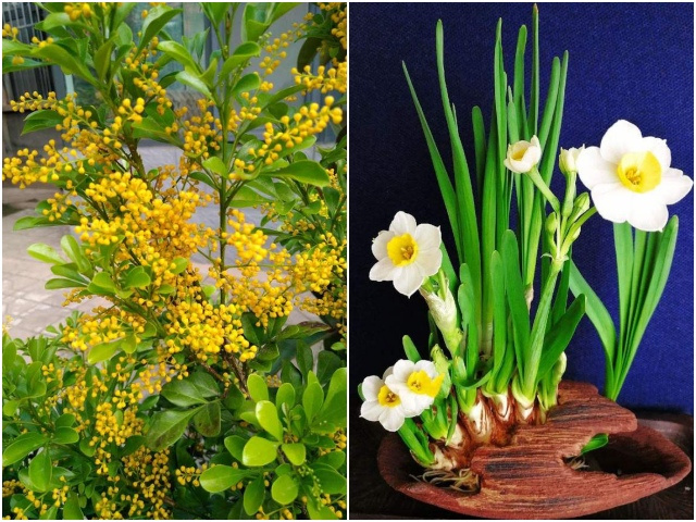 4 loại hoa thơm, trồng ngoài ban công tỏa hương thơm nồng nàn như nước hoa xịt
