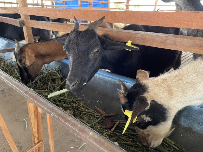 Cuộc sống hiện tại của Quang Linh Vlog tại châu Phi: Bội thu mùa màng, lên kế hoạch về Việt Nam cuối năm nay - 8