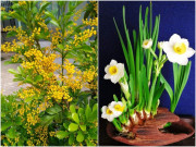 Nhà đẹp - 4 loại "hoa thơm nức mũi", trồng trên ban công mùi thơm nồng nàn như xịt nước hoa