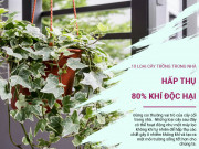 Sức khỏe - Chỉ cần trồng một trong 10 loại cây sau trong nhà, 80% khí độc hại được hấp thụ