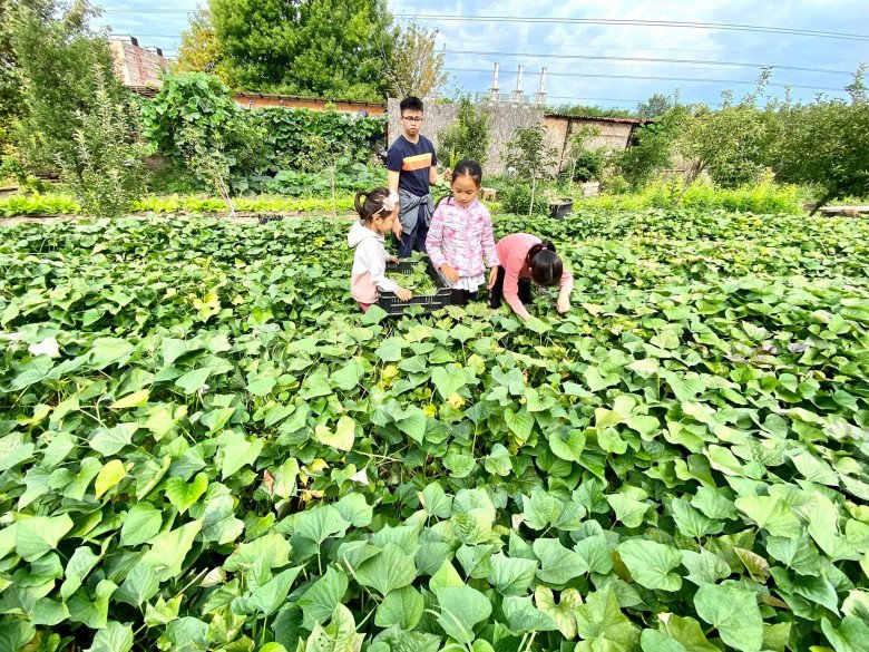 Vườn rau Việt gần 2000m2 của mẹ đảm ở Budapest: Bạn bè nước ngoài ùn ùn ghé thăm, hái rau mang về - 18