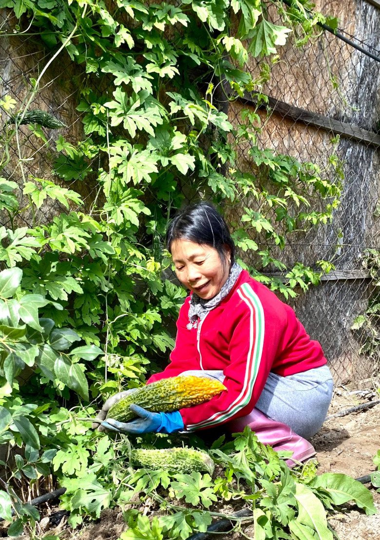 Vườn rau Việt gần 2000m2 của mẹ đảm ở Budapest: Bạn bè nước ngoài ùn ùn ghé thăm, hái rau mang về - 21