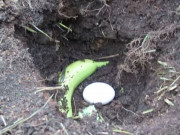 Nhà đẹp - Bỏ chuối và trứng xuống đáy chậu đất, tưởng nghịch dại nhưng lợi không ngờ