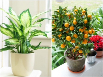 Trong nhà ông bà có những loại cây này con cháu làm ăn thuận lợi, nhà nào cũng nên có