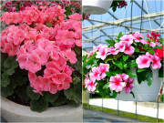 Nhà đẹp - 4 loại hoa nở hơn 300 ngày, vừa dễ chăm sóc vừa đẹp, người lười mấy cũng trồng được