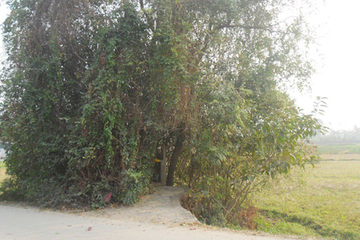 Ngôi mộ nằm ở nơi cây cối rậm rạp.