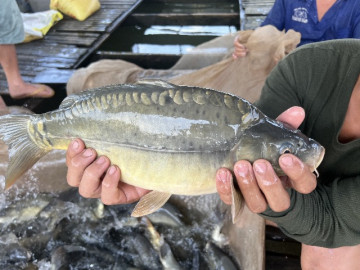 Loại cá ít người biết đến bỗng thành đặc sản lạ nổi tiếng khắp nơi vì thịt giòn sần sật như tràng lợn, 200.000 đồng/kg