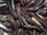 Xem ăn chơi - Loại cá xưa rẻ bèo ít người ăn, giờ thành đặc sản được dân thành thị ưa chuộng vì quá ngon, 160.000 đồng/kg