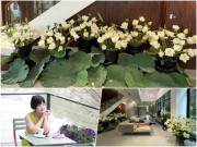 Nhà đẹp - Đi ngắm hoa bất thành, mẹ đảm chi hơn 3 triệu mua 800 bông sen bạch liên về cắm ngắm cho thỏa thích