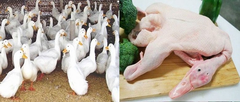 7 cách làm vịt om sấu kiểu miền Bắc với sấu và khoai môn ngon chuẩn vị - 1