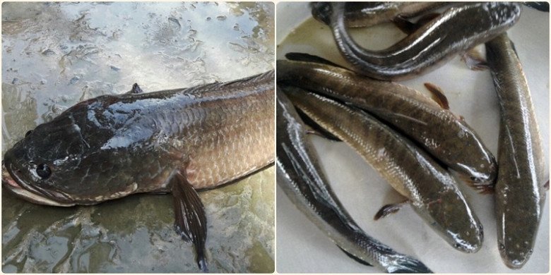 Cá lóc đồng thịt chắc, thơm và ngọt hơn