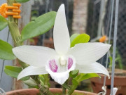 Tiêu dùng - 3 loại hoa hàng hiếm một thời, từng "sốt rần rần" với giá cao ngất ngưởng nay giá rẻ khó tin, chỉ vài chục nghìn đồng