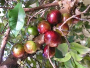 Tiêu dùng - Loại quả trồng làm cảnh, xưa chín không ai ăn, nay thành đặc sản lạ ở thành phố được chị em lùng mua, 100.000 đồng/kg