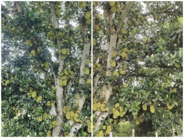 Cây mít cổ thụ sai quả bậc nhất Việt Nam: Quả trĩu trịt từ gốc đến ngọn, dân tình ồ lên lần đầu nhìn thấy cây mít nhiều quả đến thế