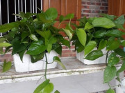 Nhà đẹp - Cây trầu bà hợp với người mệnh nào nhất? Nên đặt ở đâu để “gánh lộc” về nhà?