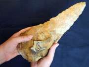 Lifestyle - Đào được kho báu "sốc" 300.000 năm do loài người khác chôn giấu