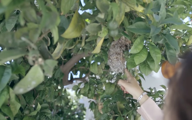 Thúy Nga thích thú khi phát hiện chim làm tổ trên cây cam nhà mình.
 
