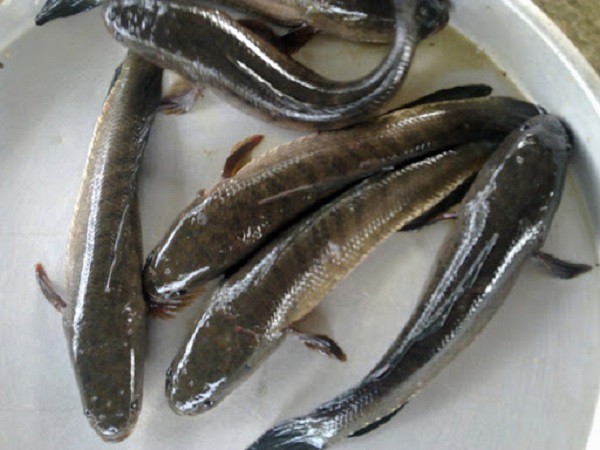 Cách làm cá lóc kho tiêu ngon không tanh, đậm đà chuẩn vị Nam Bộ - 1