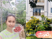 Nhà đẹp - Cẩm Ly mộc mạc hết sức trong vườn, sưng hết tay chân khi hái quả tuổi thơ trước biệt thự khủng