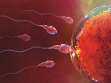 Sau khi quan hệ, tinh trùng sẽ gặp những trở ngại gì trước khi đến được với "nàng trứng"?