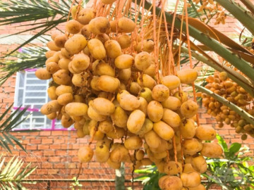 Nghề lạ ở Việt Nam: Mang quả lạ ở nước người về trồng thử, đến mùa trái trĩu trịt, cung không đủ cầu