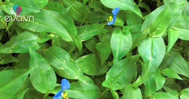 View - Loại cỏ dại mọc tua tủa sau mưa không ngờ là rau quý, nấu chung với con này rất ngon, không biết ăn quá tiếc