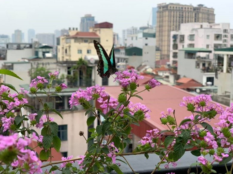 amp;#34;Vua nhạc đỏamp;#34; vụt sáng nhờ Sao Mai: Lấy vợ đẹp, có 2 biệt thự khủng, amp;#34;của để dànhamp;#34; còn quý hơn - 14