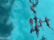 Clip Eva - Clip: Du khách liều lĩnh bơi cùng hàng chục con cá mập ở Maldives