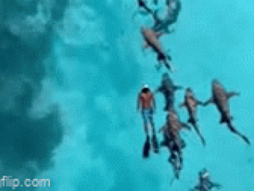 Clip: Du khách liều lĩnh bơi cùng hàng chục con cá mập ở Maldives
