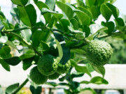 Tiêu dùng - Loại quả dại ít người biết đến, giờ thành đặc sản mùa hè dân thành phố ưa chuộng đến lạ, 180.000 đồng/kg