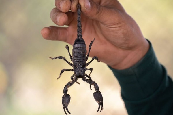 Bọ cạp được bán với giá cao, chủ yếu để chế biến thành các món ăn hoặc ngâm rượu.