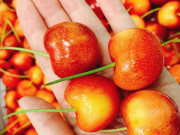 Không phải cherry đỏ, loại cherry đặc biệt này đang gây sốt thị trường