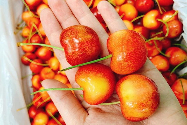 Giá Cherry vàng thời điểm này giá rẻ hơn mọi năm.