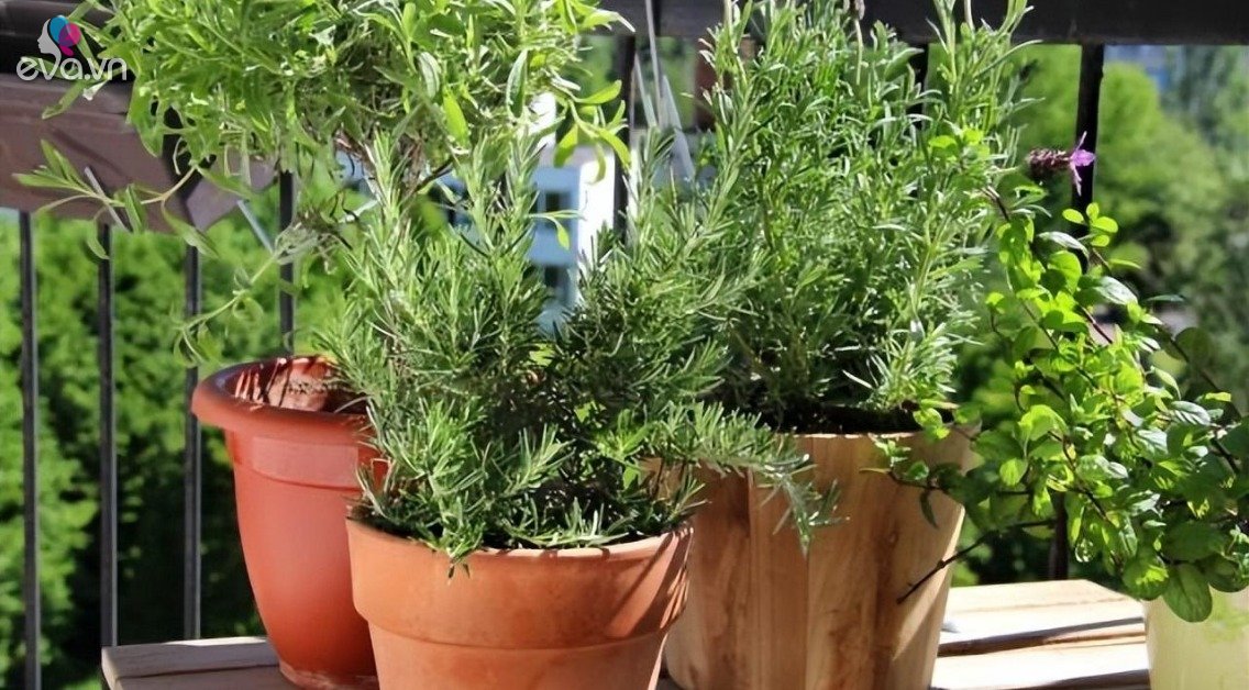 View - Đừng trồng hoa ở ban công nữa, hãy trồng 3 chậu cây "thơm nức mũi” này, vừa đẹp vừa ăn được