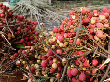 Loại quả dại xưa không ai biết đến, giờ thành đặc sản mùa hè được ưa chuộng, có vị chua chua ngọt ngọt, 90.000 đồng/kg