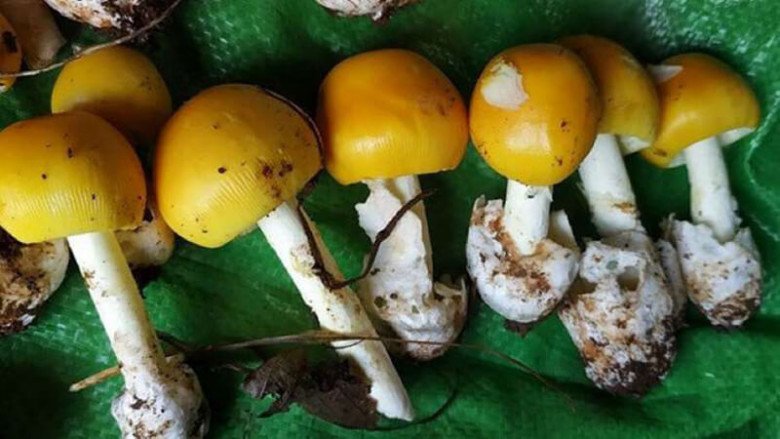 Thứ xưa có đầy ít ai ăn giờ trở thành đặc sản được chị em săn lùng ...