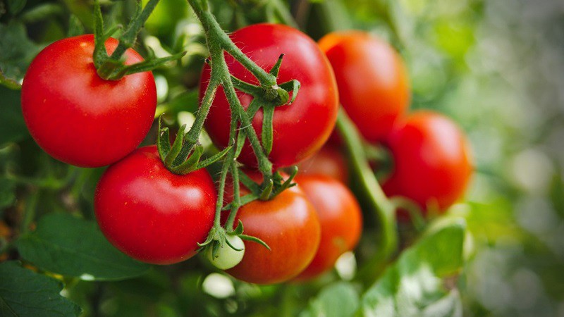 Cà chua có rất nhiều nhựa, axít tannic, nếu ăn cà chua lúc đói những chất này gây ra phản ứng hóa học với dạ dày, dễ hình thành sỏi trong dạ dày.
