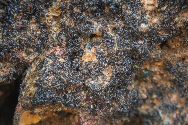 Rau cạo là đặc sản nổi tiếng chỉ có ở Quỳnh Lưu, Nghệ An