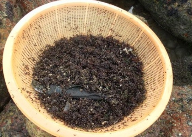 Rau cạo phải được rửa sạch, lọc kỹ cát sỏi trước khi đem bán