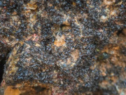 Tiêu dùng - Loại rau dại mọc trên đá có tên rất lạ, xưa không ai ăn, giờ thành đặc sản được ưa chuộng, 300.000 đồng/kg